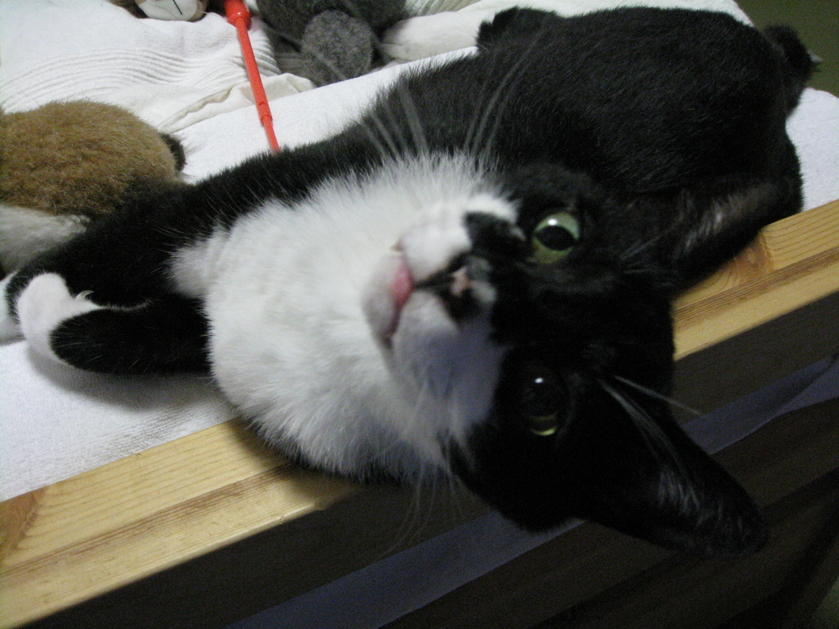 f:id:happynyanko1:20201010222342j:plain