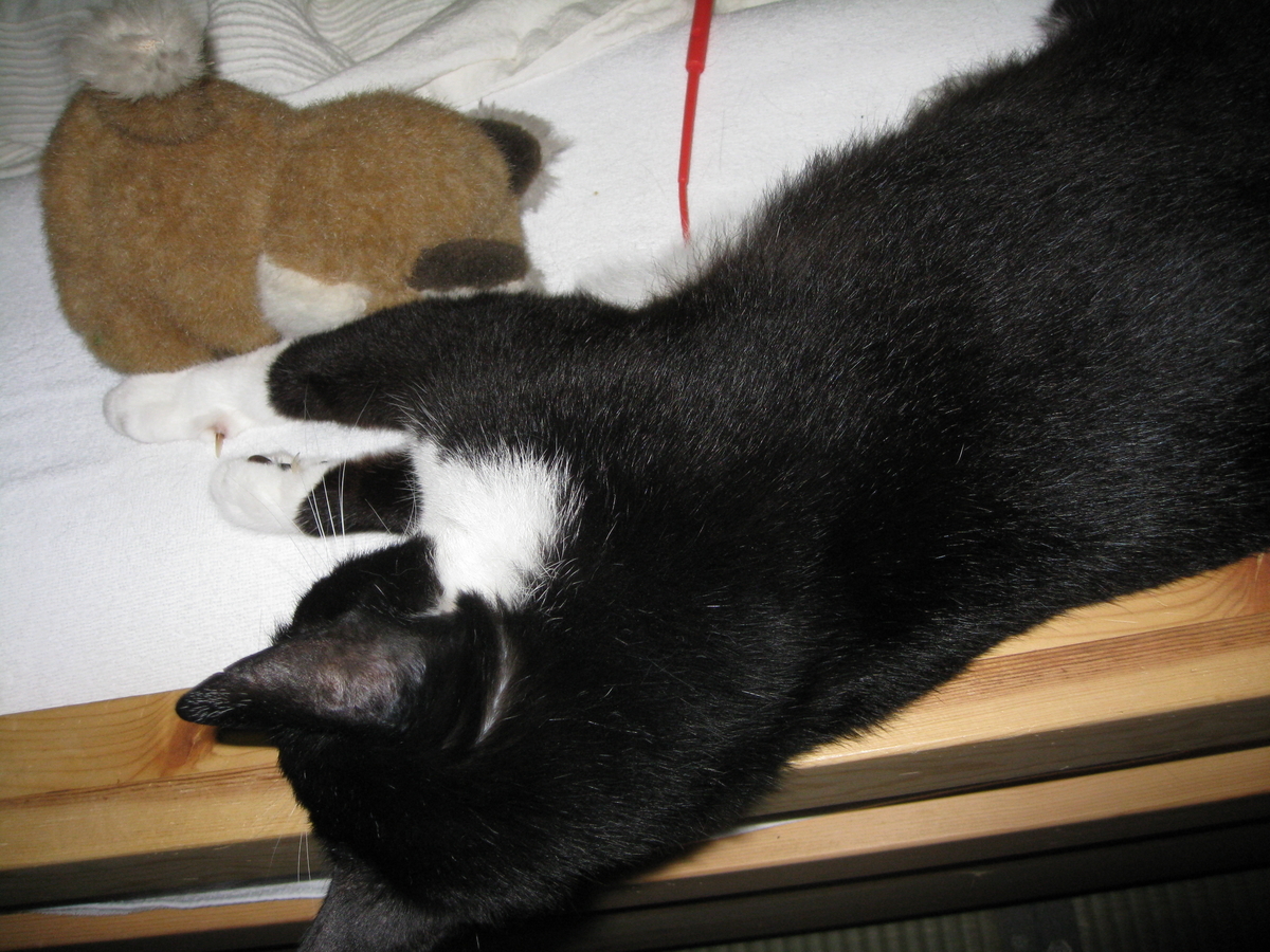 f:id:happynyanko1:20201010222403j:plain