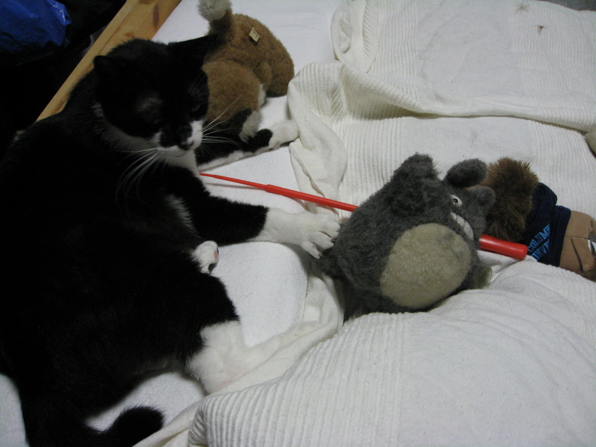 f:id:happynyanko1:20201010222516j:plain