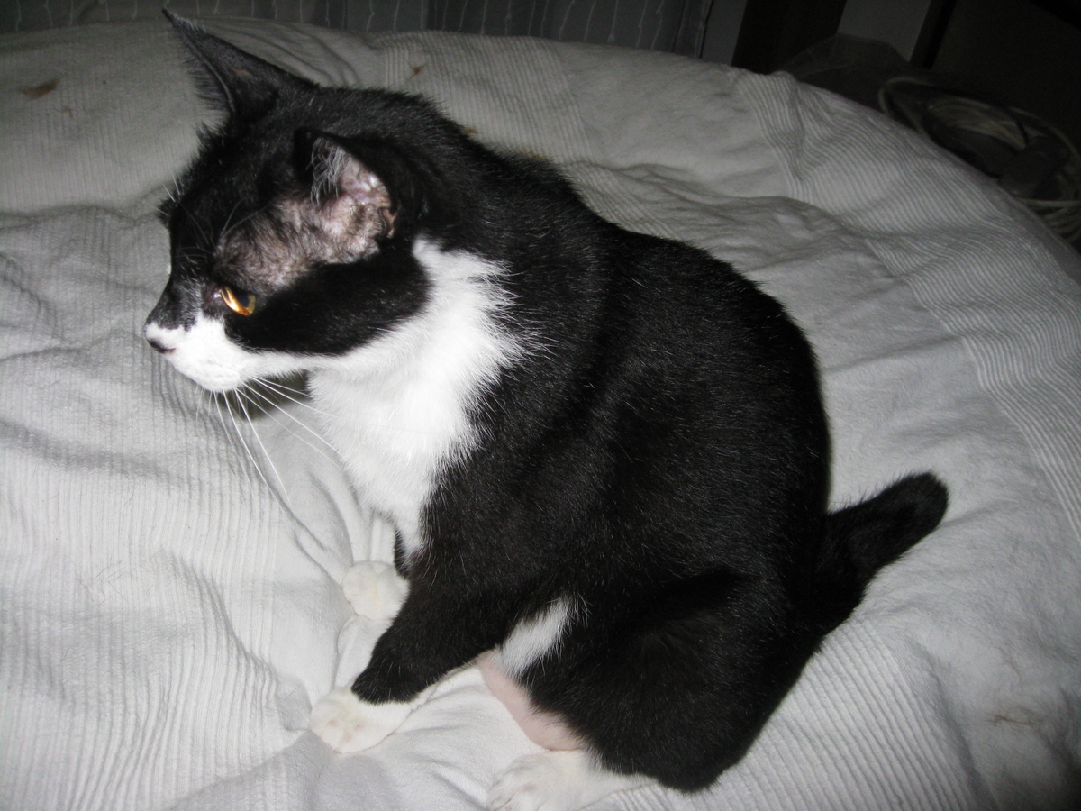 f:id:happynyanko1:20201010222810j:plain