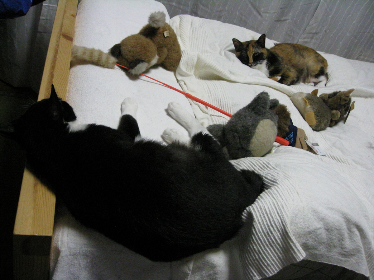 f:id:happynyanko1:20201010222832j:plain