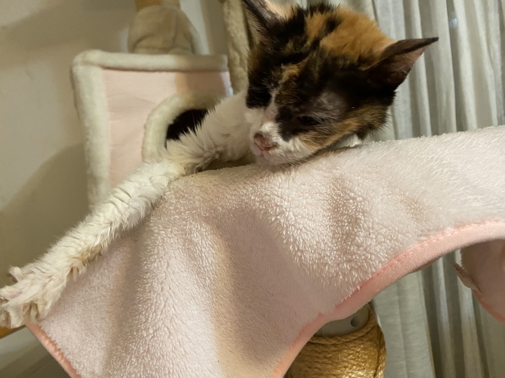 f:id:happynyanko1:20201011001325j:plain