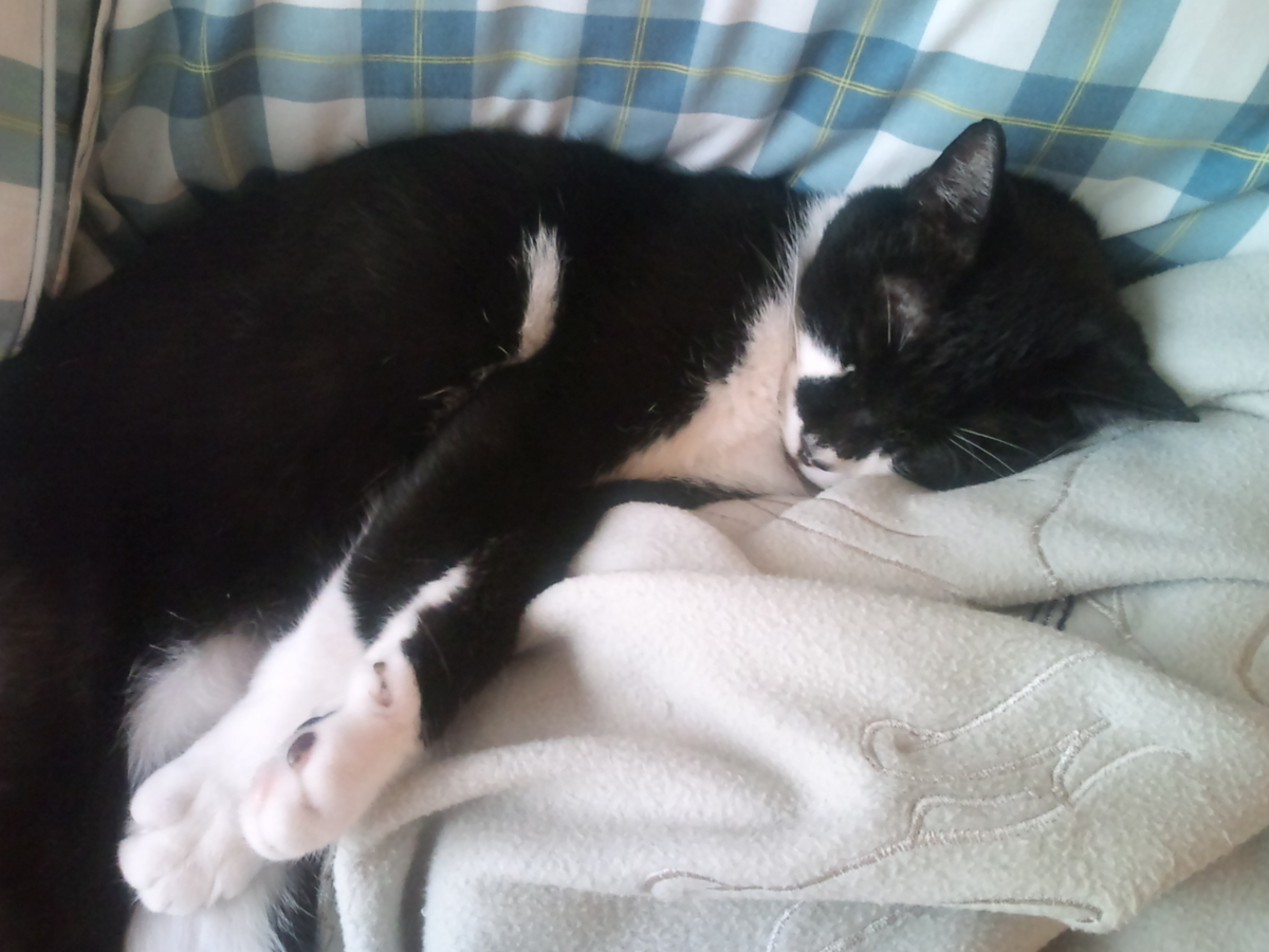 f:id:happynyanko1:20201011104119j:plain