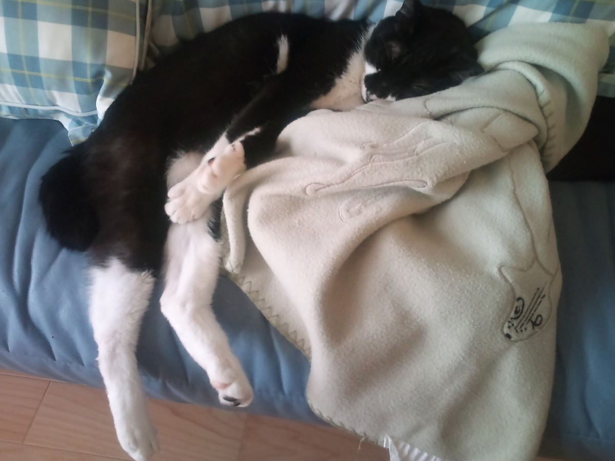 f:id:happynyanko1:20201011104148j:plain