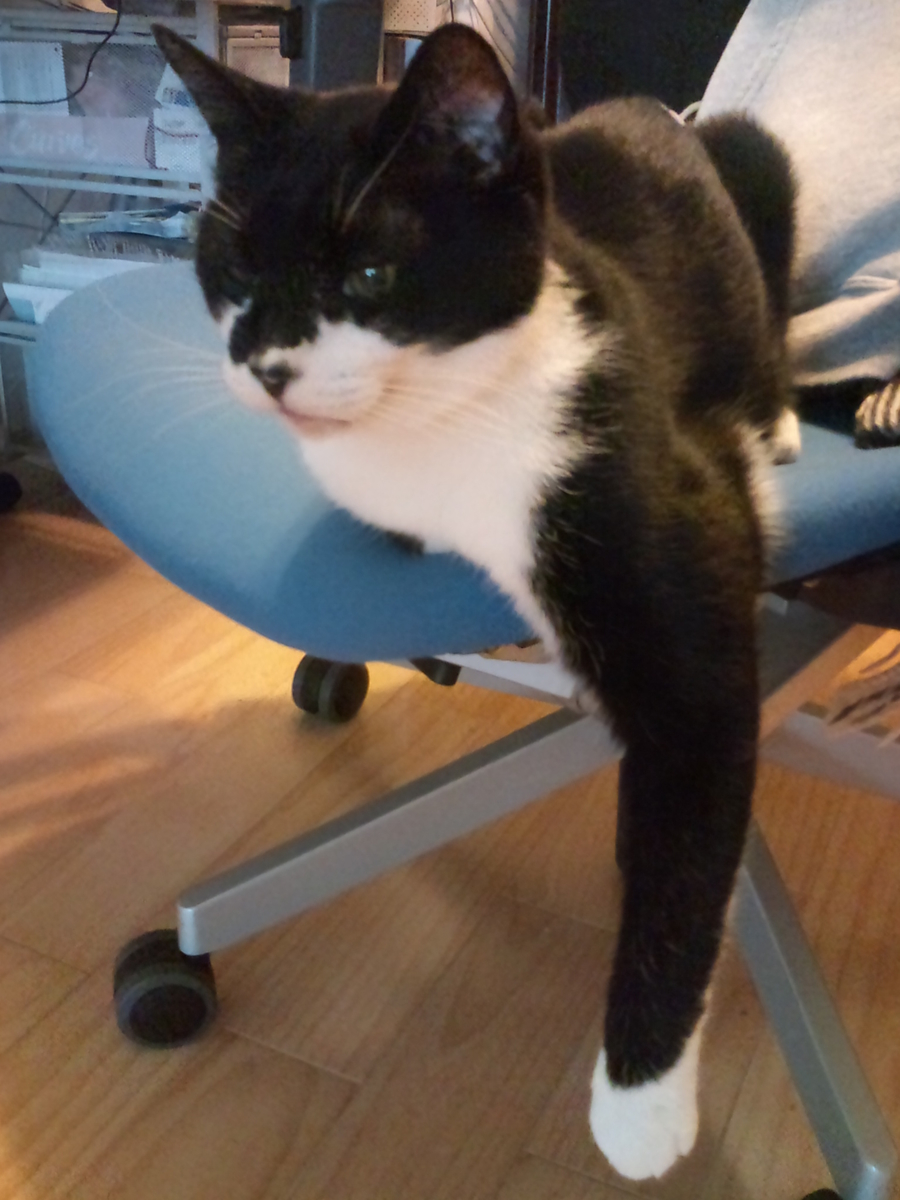 f:id:happynyanko1:20201011105557j:plain