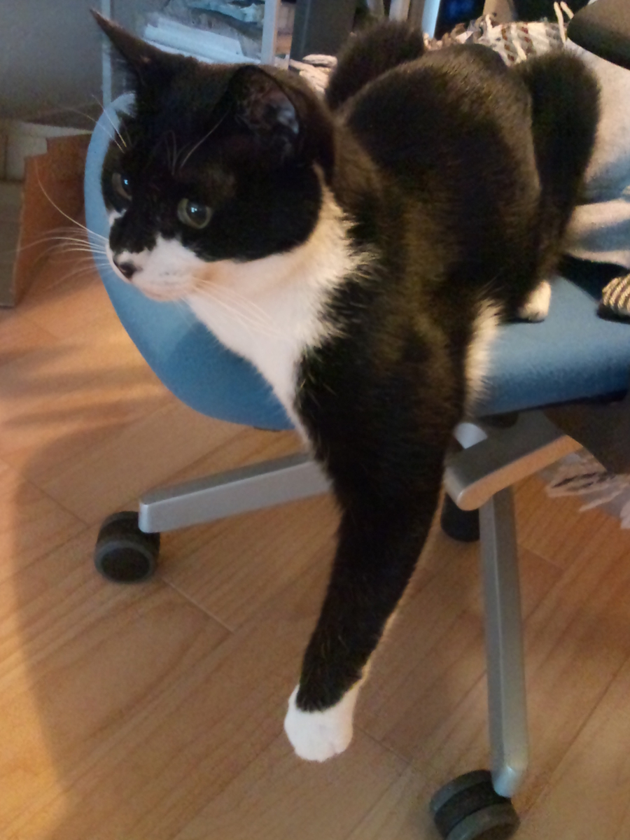 f:id:happynyanko1:20201011105613j:plain