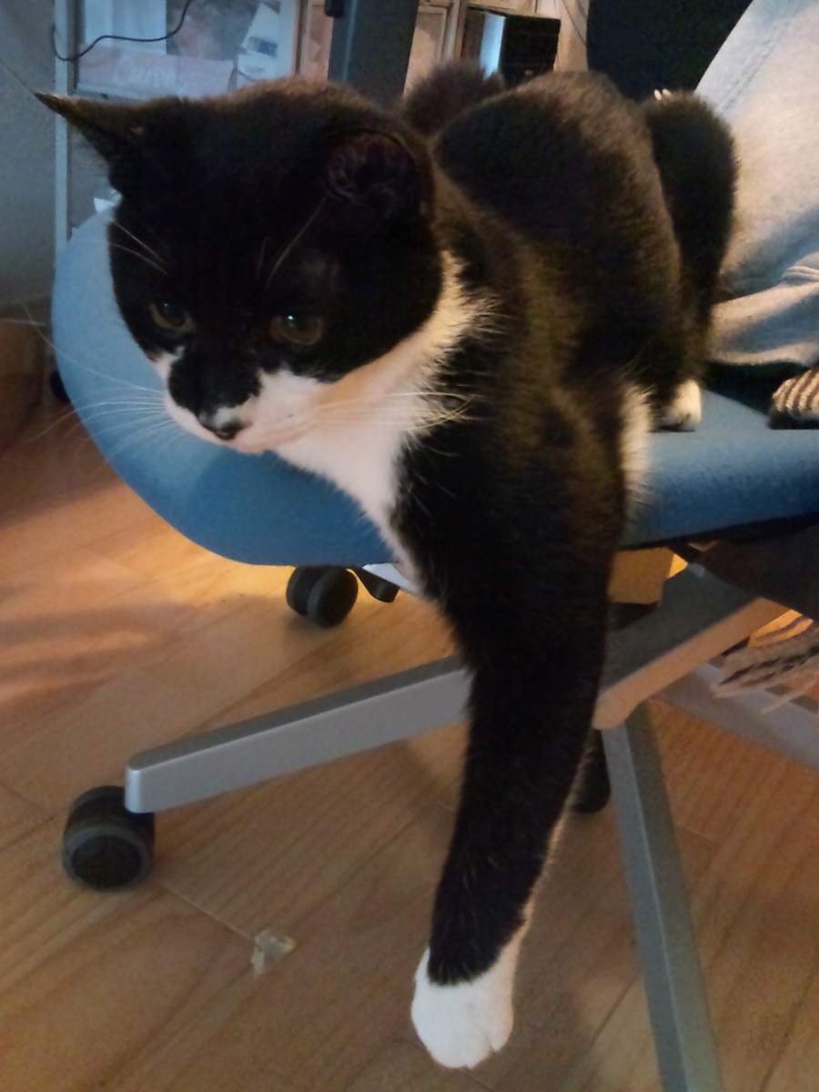 f:id:happynyanko1:20201011105632j:plain