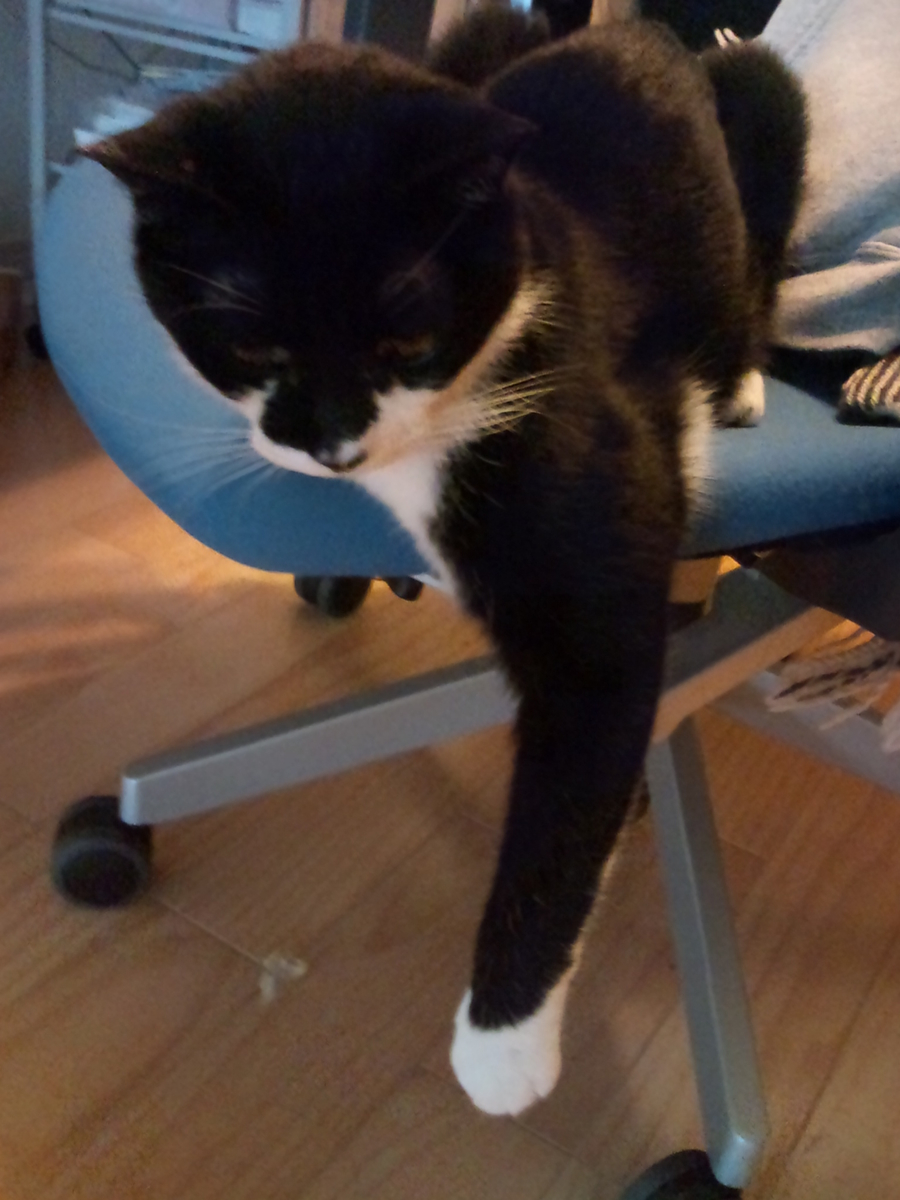 f:id:happynyanko1:20201011105648j:plain