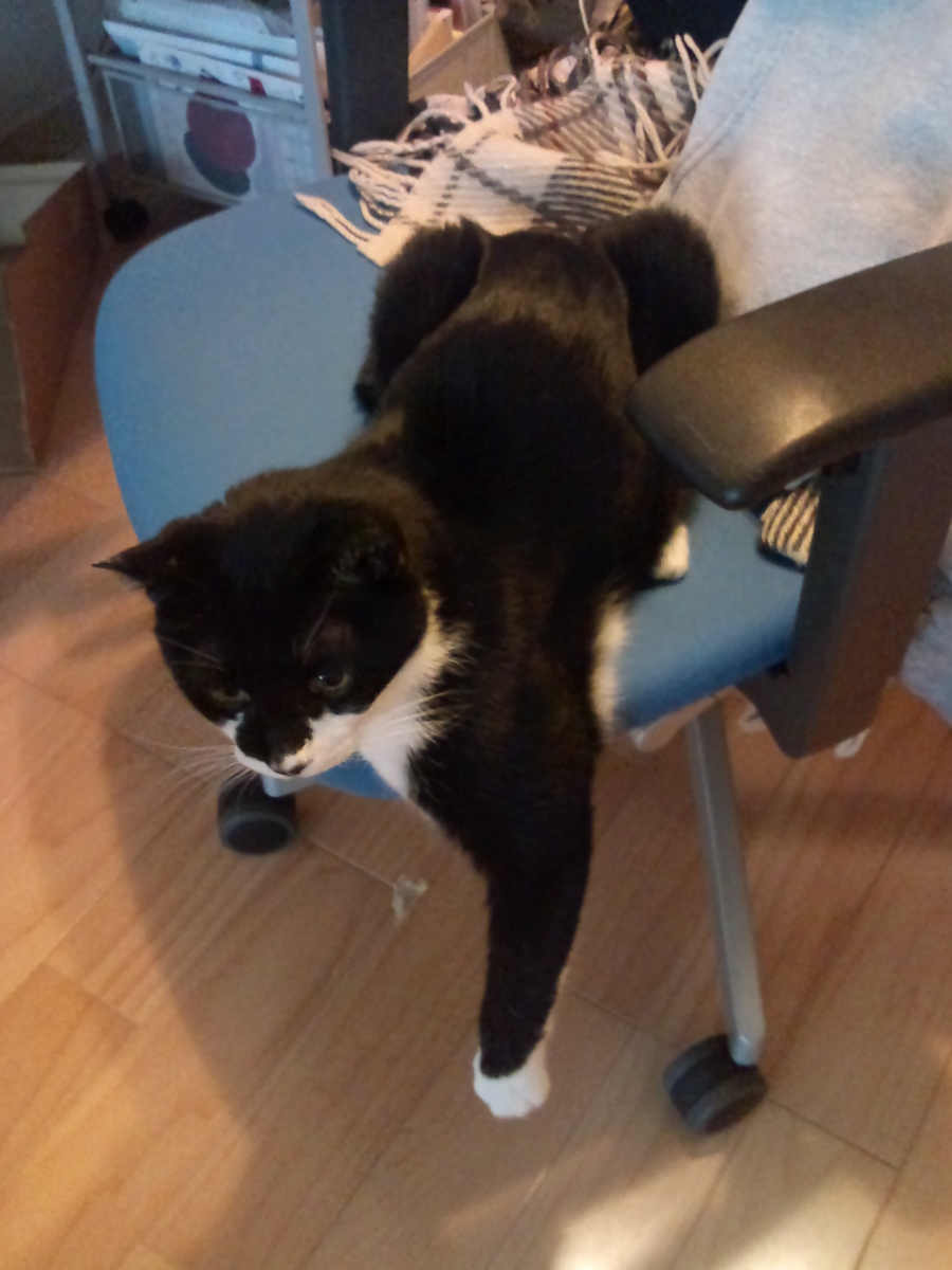 f:id:happynyanko1:20201011105705j:plain