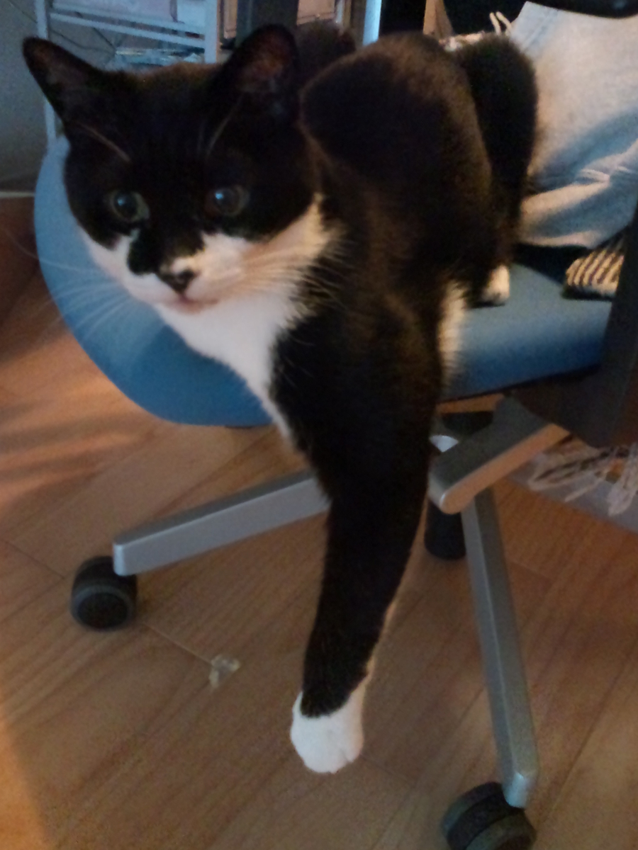 f:id:happynyanko1:20201011105727j:plain