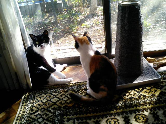 f:id:happynyanko1:20201011123247j:plain