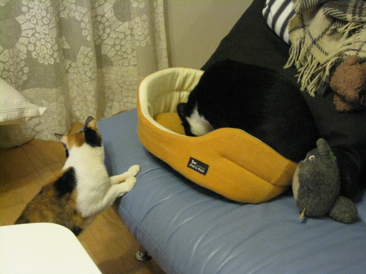 f:id:happynyanko1:20201011133020j:plain