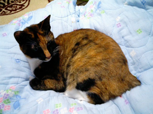 f:id:happynyanko1:20201012172325j:plain