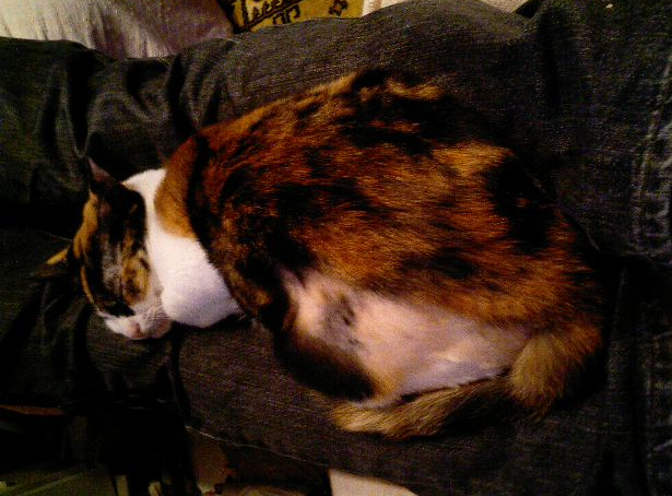 f:id:happynyanko1:20201012172701p:plain