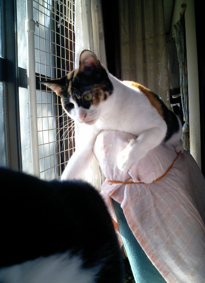 f:id:happynyanko1:20201012173128p:plain