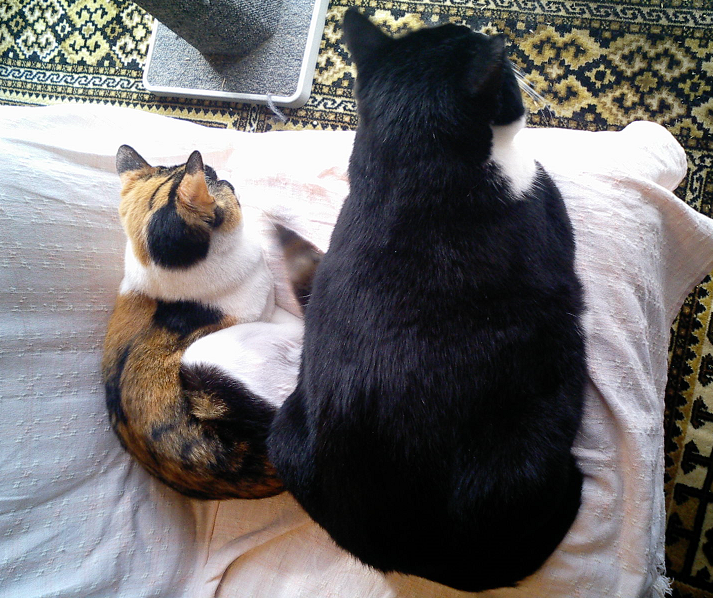 f:id:happynyanko1:20201012175740p:plain