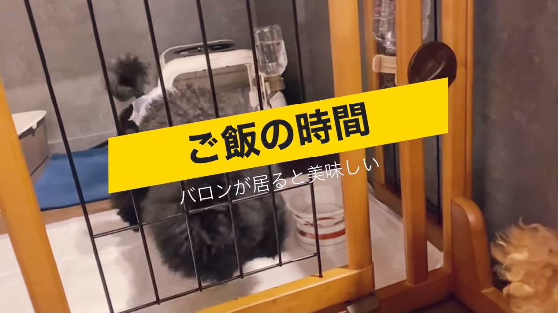 f:id:happynyanko1:20210312183438p:plain
