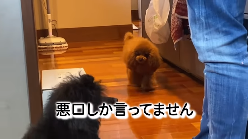 f:id:happynyanko1:20210313123933p:plain