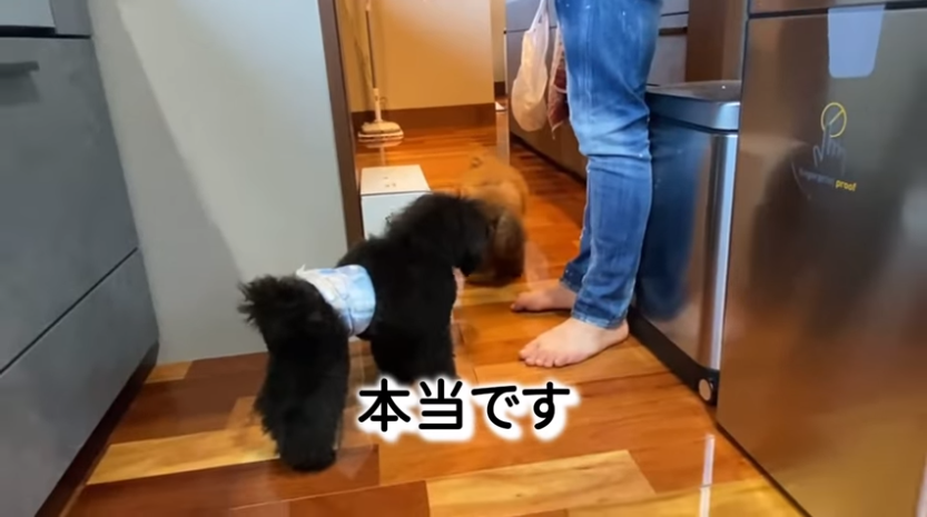 f:id:happynyanko1:20210313123949p:plain