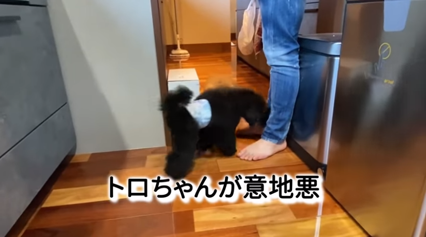 f:id:happynyanko1:20210313124023p:plain