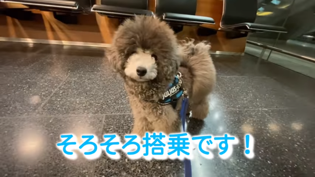 f:id:happynyanko1:20210314114840p:plain