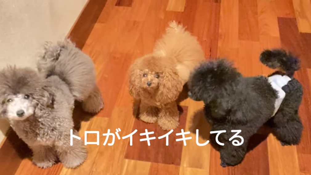 f:id:happynyanko1:20210316204136p:plain