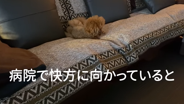 f:id:happynyanko1:20210419124452p:plain