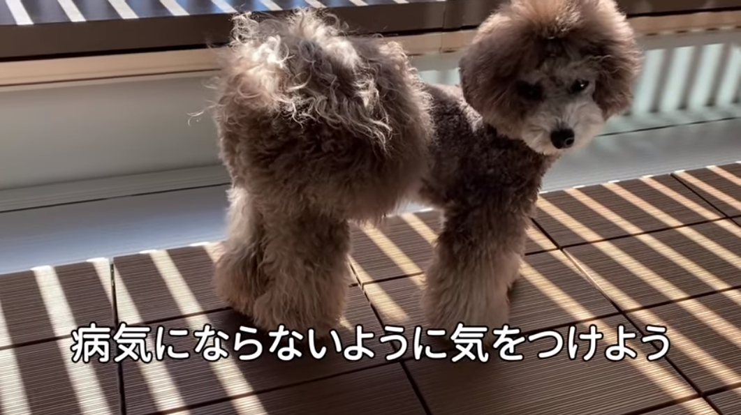 f:id:happynyanko1:20210601162430p:plain
