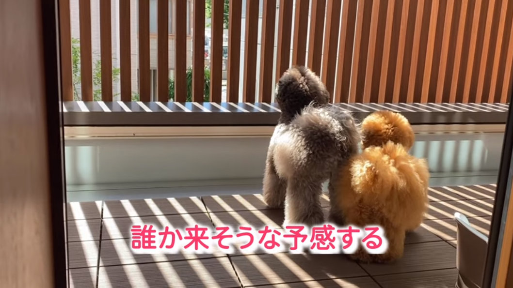 f:id:happynyanko1:20210601162444p:plain