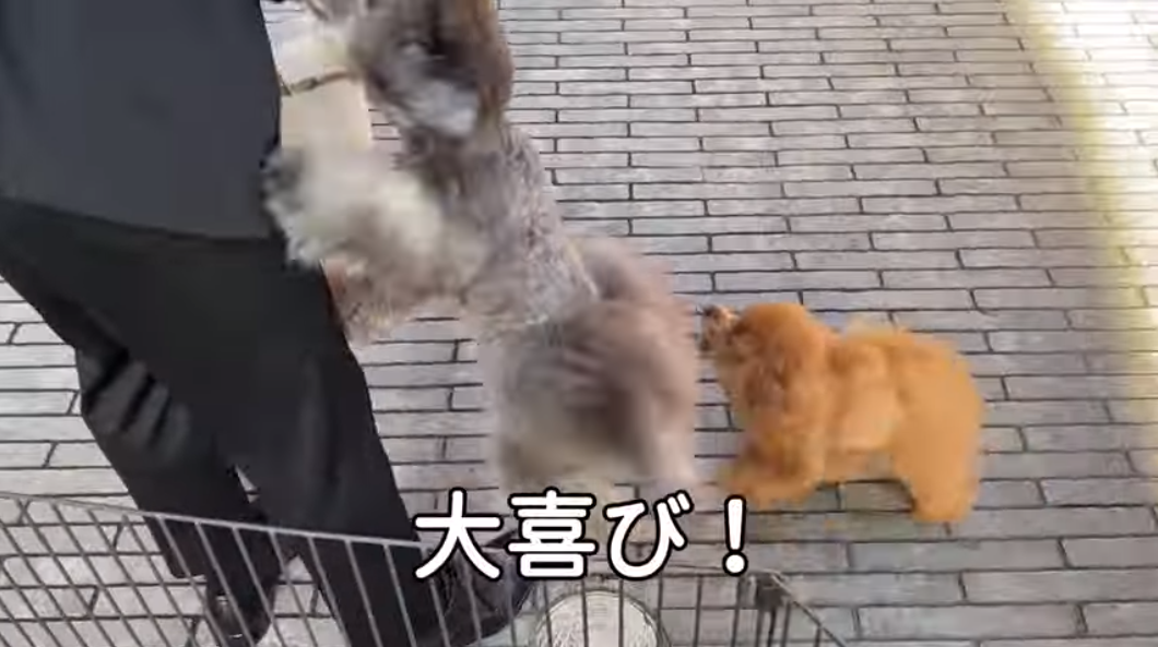 f:id:happynyanko1:20210601162501p:plain