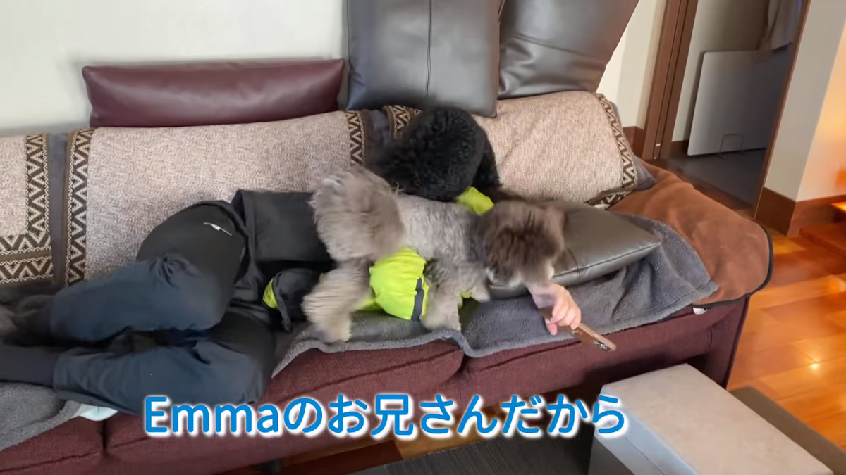 f:id:happynyanko1:20210611210316p:plain