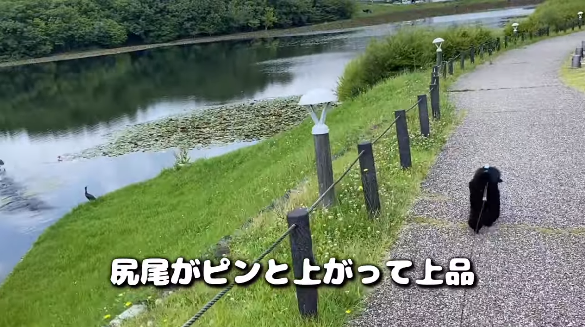 f:id:happynyanko1:20210615200616p:plain