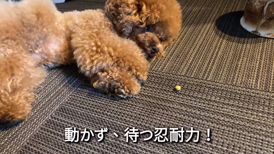 f:id:happynyanko1:20210712224454p:plain