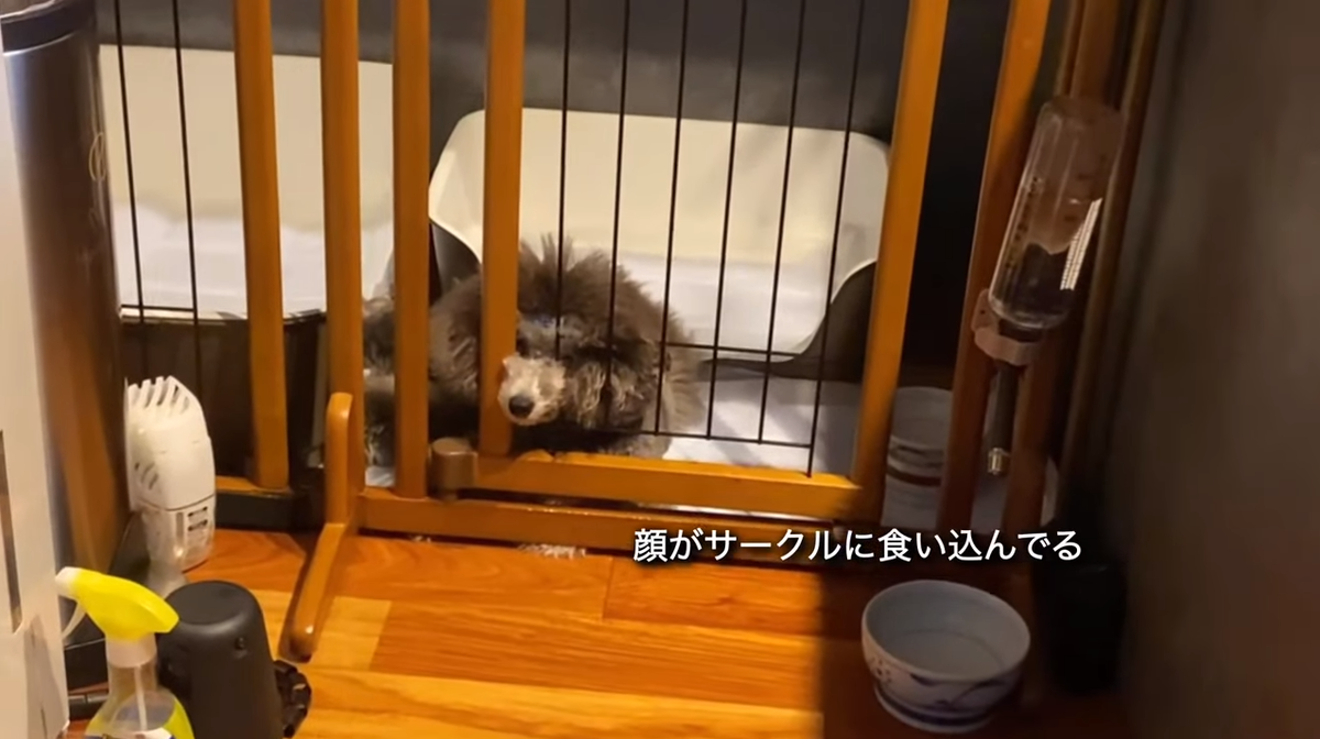 f:id:happynyanko1:20210813171211p:plain