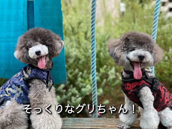 f:id:happynyanko1:20210830185520p:plain