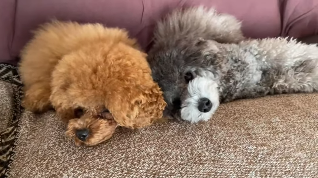 f:id:happynyanko1:20210901160942p:plain