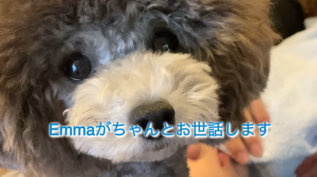 f:id:happynyanko1:20211031140047p:plain