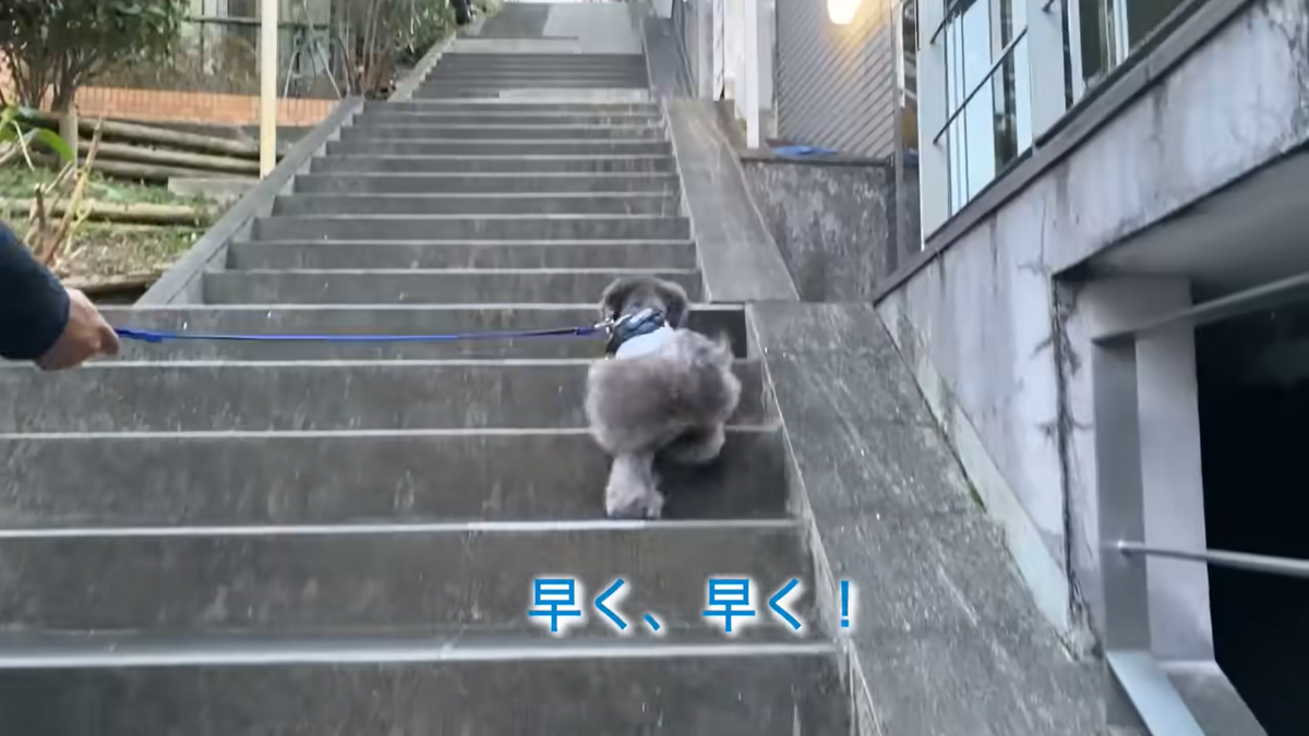 f:id:happynyanko1:20211115205437p:plain