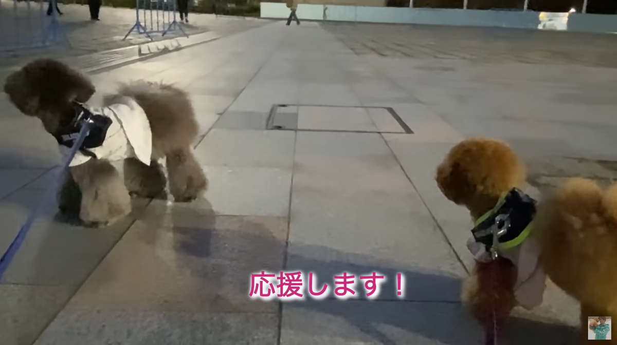 f:id:happynyanko1:20211115205513p:plain