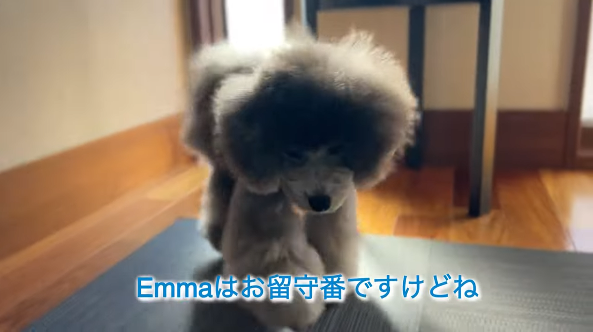 f:id:happynyanko1:20211214215527p:plain