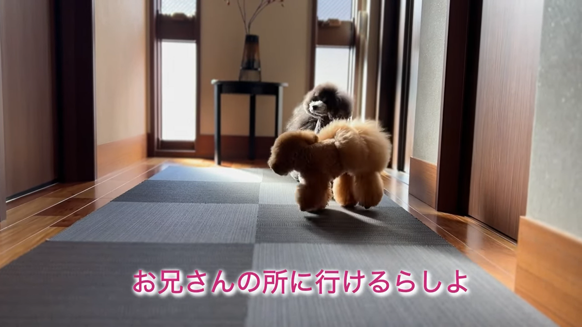 f:id:happynyanko1:20211214215746p:plain