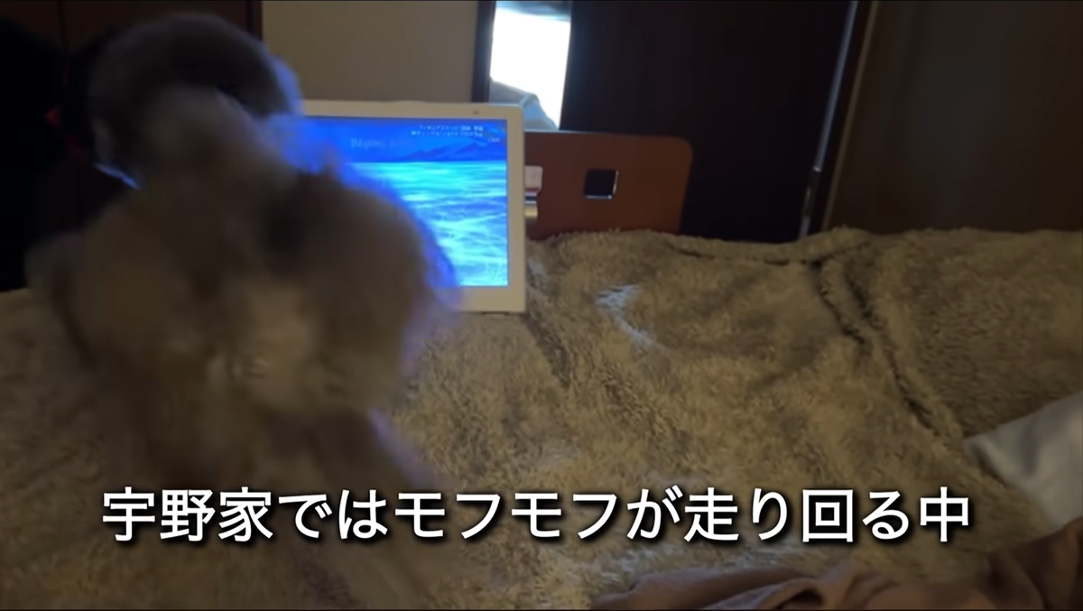 f:id:happynyanko1:20220204221538p:plain