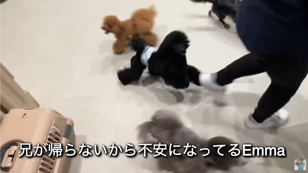 f:id:happynyanko1:20220204221558p:plain