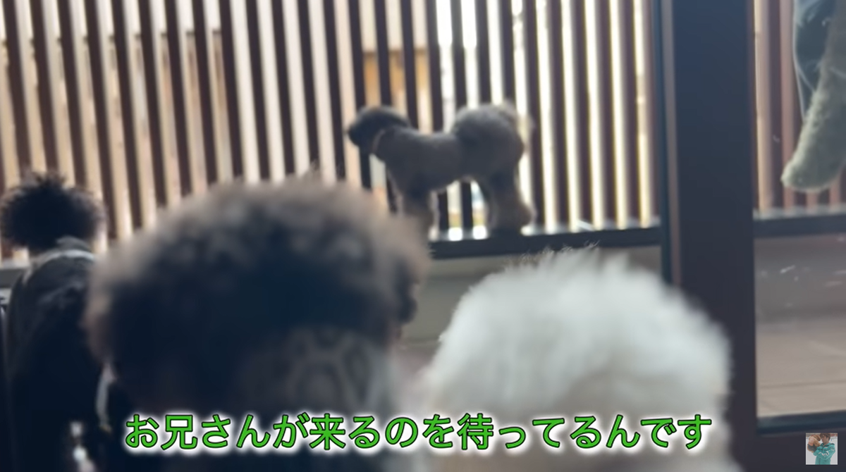 f:id:happynyanko1:20220414000107p:plain
