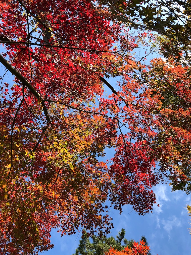 f:id:happyqoo:20191201175750j:image