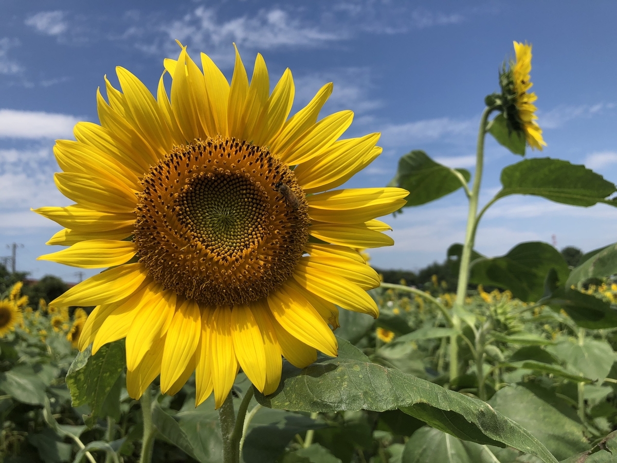 f:id:happyrabbit797:20190729114113j:plain f:id:happyrabbit797:20190729114113j:plain