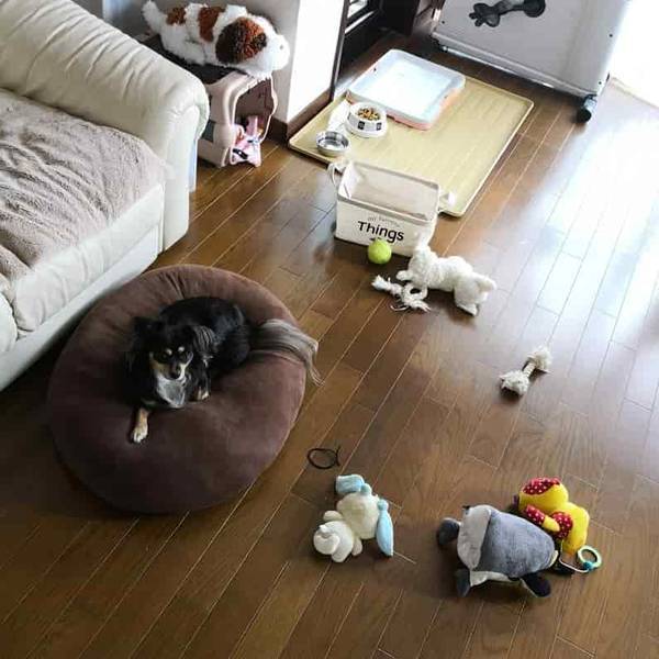 ラビのおもちゃ
