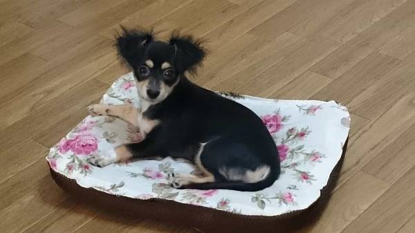 子犬のラビ家族が増えた