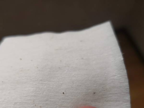 生成カットコットン