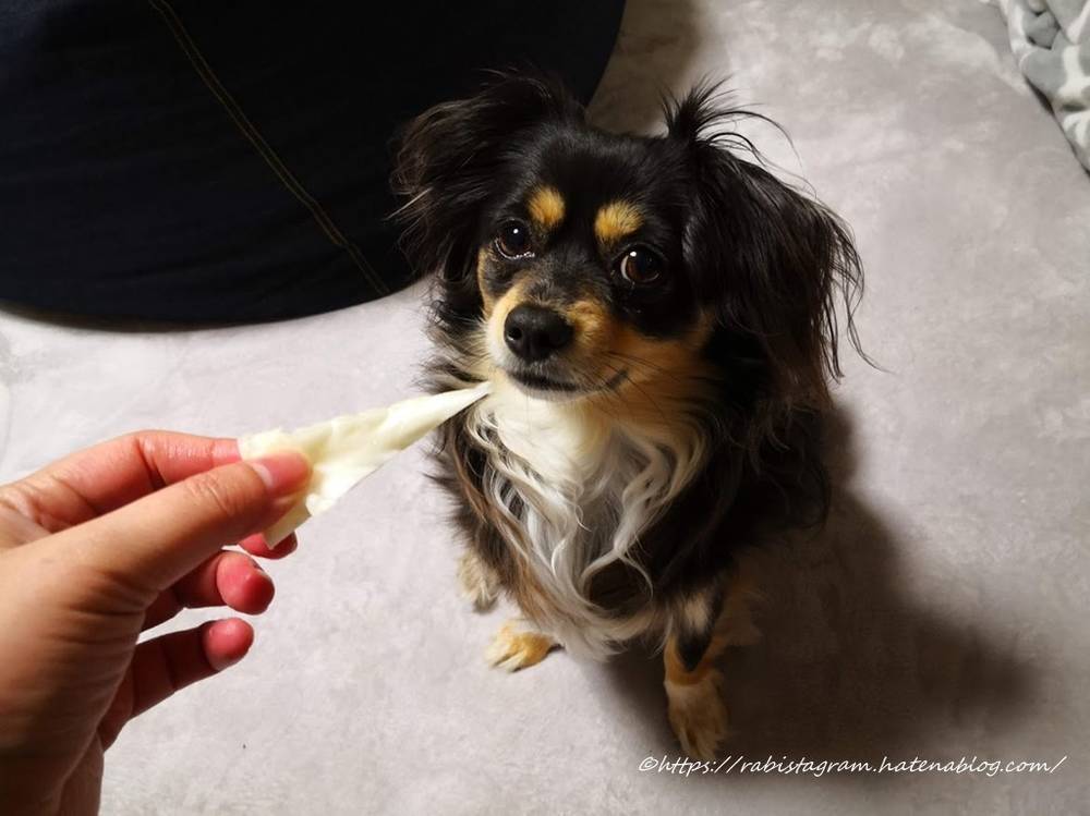 キャベツが好きなチワックス Rabistagram